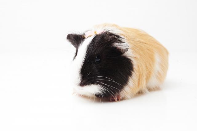 Guinea pigs