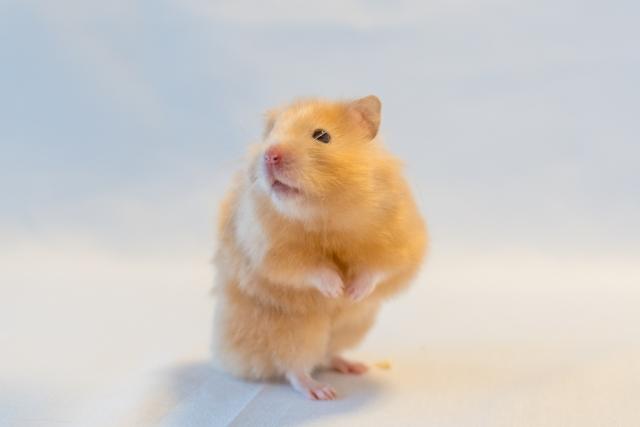 Hamster