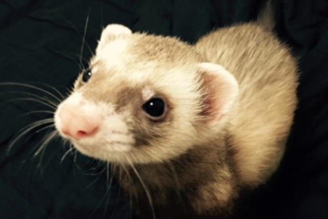 Ferret